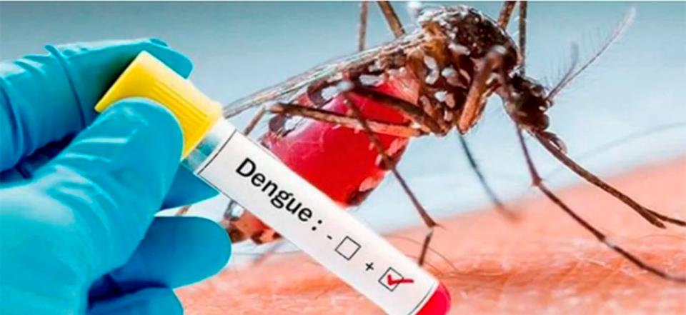 dengue 02.jpg